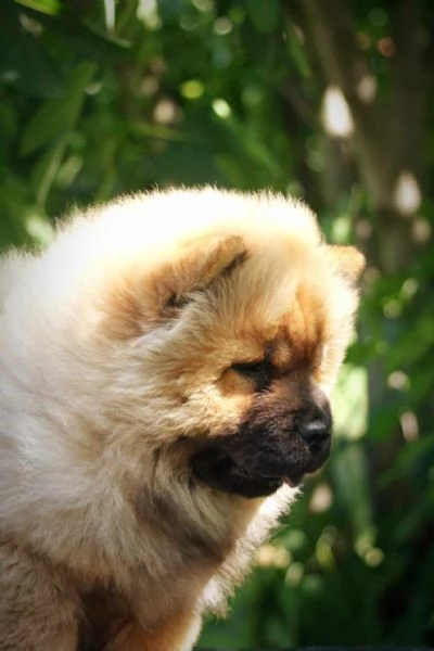 chow chow cucciolo in vendita | Foto 0
