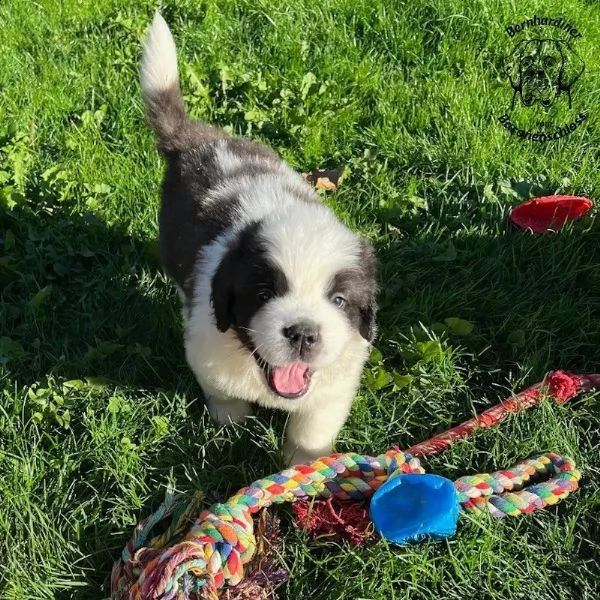cuccioli di san bernardo in attesa di reinserimento. | Foto 1