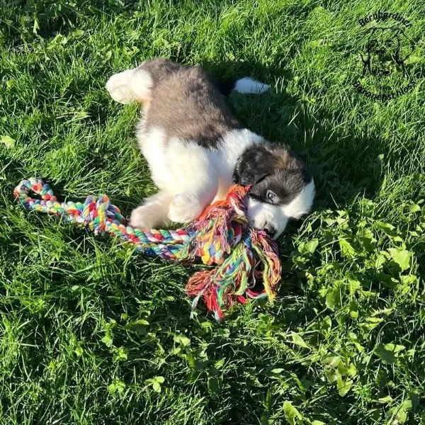 cuccioli di san bernardo in attesa di reinserimento. | Foto 0