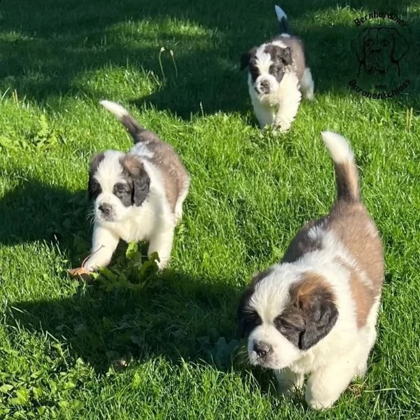 cuccioli di san bernardo in attesa di reinserimento.