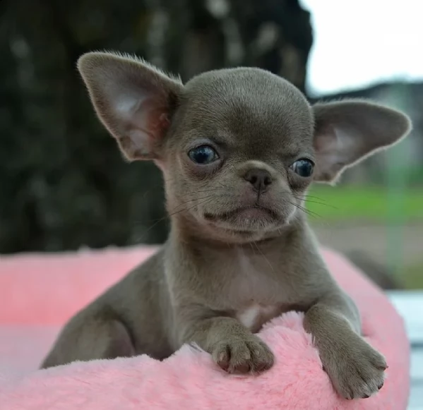 vendesi cuccioli di chihuahua 3 maschi 1 femmina vaccinati