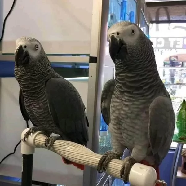 regalo copia di pappagalli cenerino