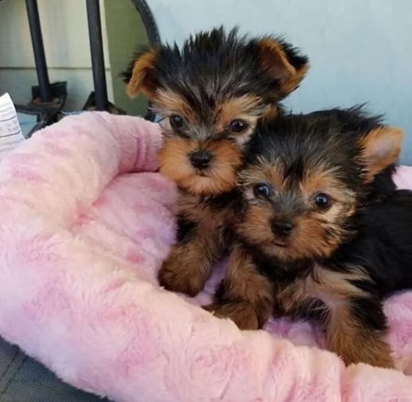   regalo yorkshire cuccioli meravigliosi ! 