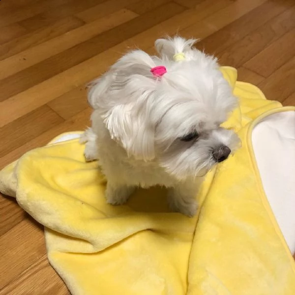 cuccioli di maltese in adozione