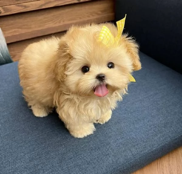 cuccioli di barboncino in adozione
