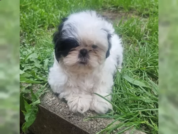 cucciolata shihtzu con pedigree enci