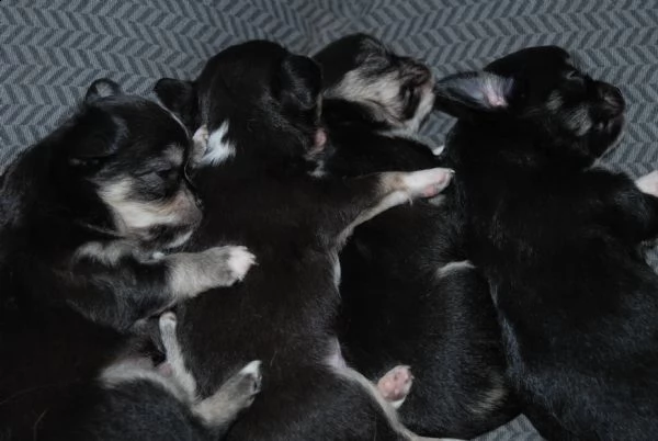 chihahua maschietti cuccioli con pedigree | Foto 0