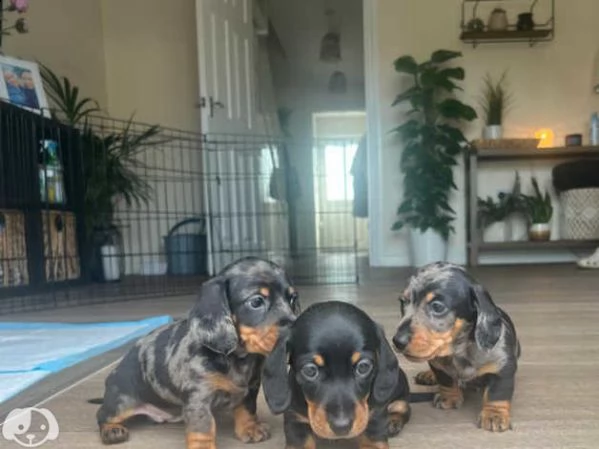 splendidi cuccioli di bassotto | Foto 4