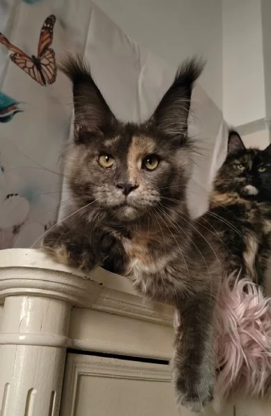 Cuccioli di Maine Coon