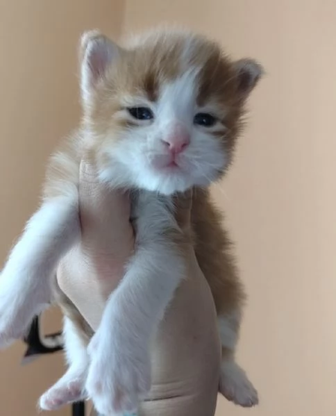 Cuccioli di Maine Coon | Foto 6