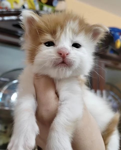 Cuccioli di Maine Coon | Foto 5