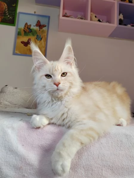Cuccioli di Maine Coon | Foto 4