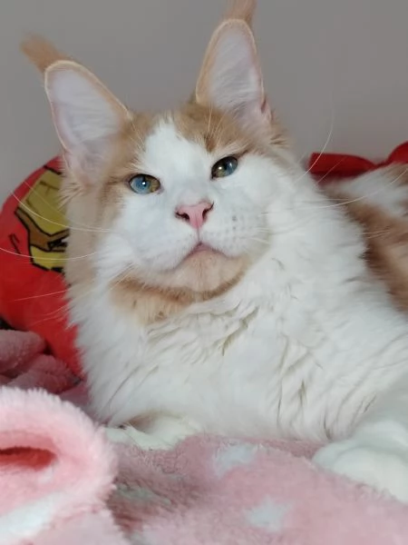 Cuccioli di Maine Coon | Foto 3