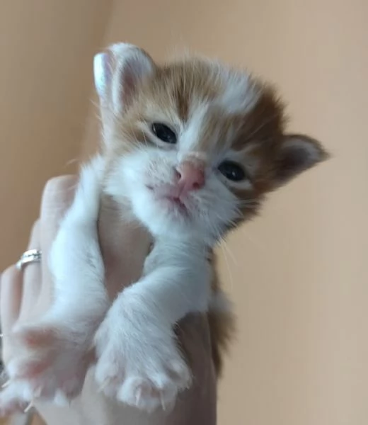 Cuccioli di Maine Coon | Foto 2