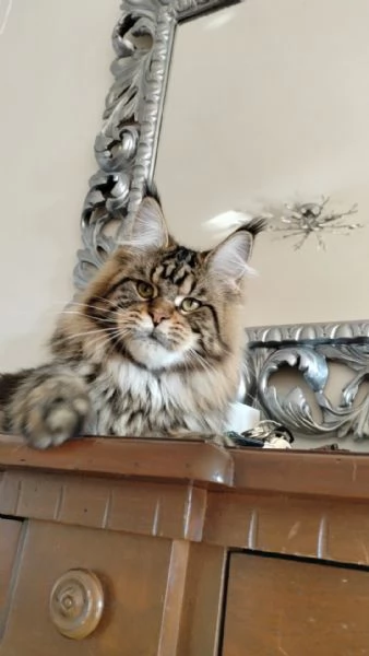 Cuccioli di Maine Coon | Foto 1