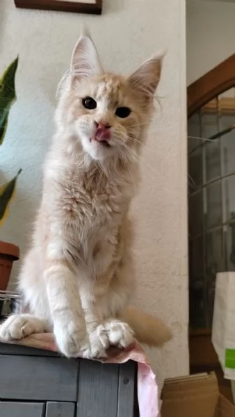 Cuccioli di Maine Coon | Foto 0