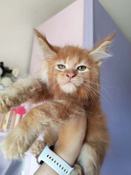 dolcissimi gattini Maine Coon | Foto 6