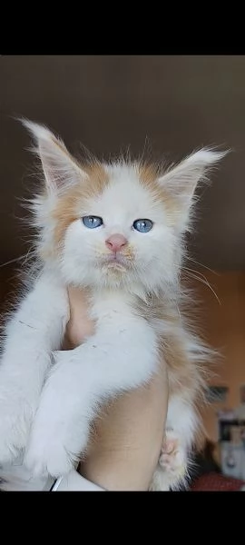 dolcissimi gattini Maine Coon | Foto 5