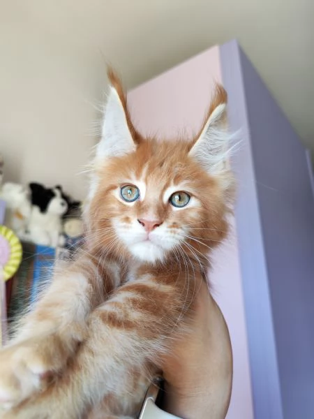 dolcissimi gattini Maine Coon | Foto 4