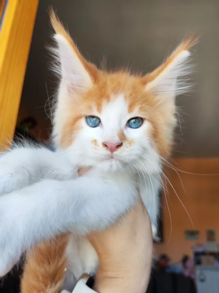 dolcissimi gattini Maine Coon | Foto 3