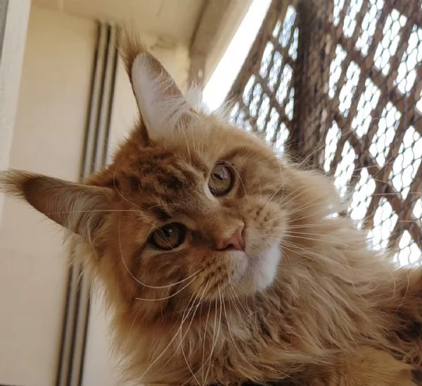 dolcissimi gattini Maine Coon | Foto 2