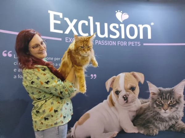 dolcissimi gattini Maine Coon