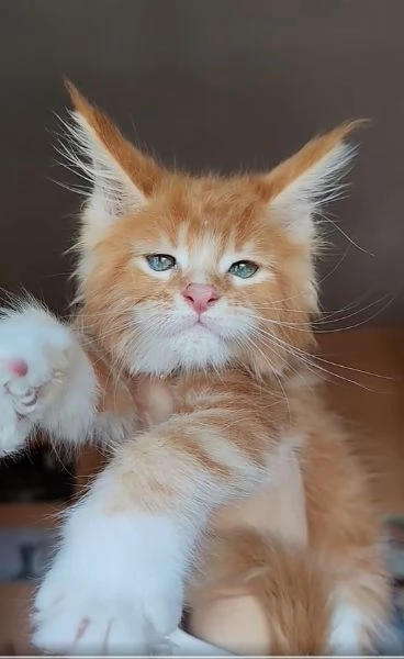 dolcissimi gattini Maine Coon | Foto 1