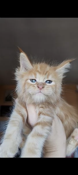 dolcissimi gattini Maine Coon | Foto 0