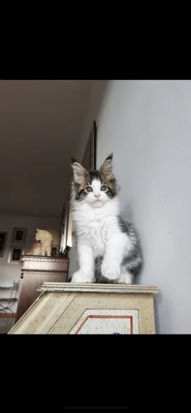 2 MERAVIGLIOSI CUCCIOLI DI MAINE COON | Foto 0
