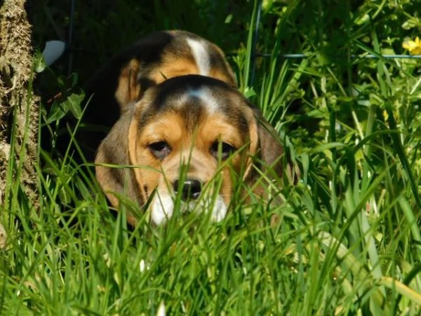 disponibili 3 cuccioli di beagle | Foto 1
