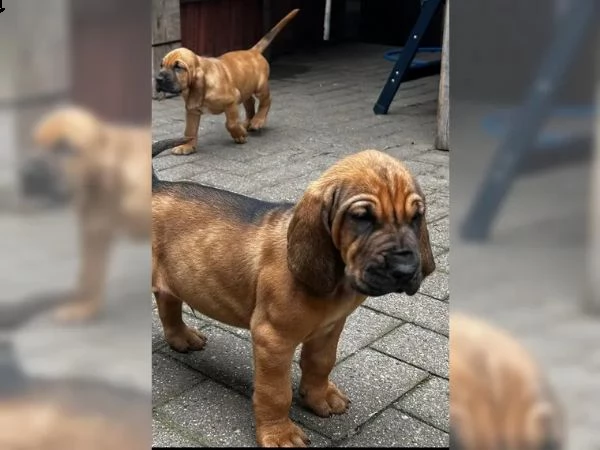 disponibili cuccioli bloodhound | Foto 2