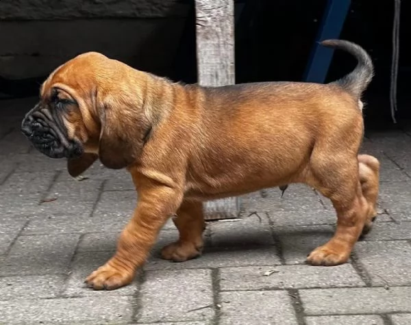 disponibili cuccioli bloodhound | Foto 1