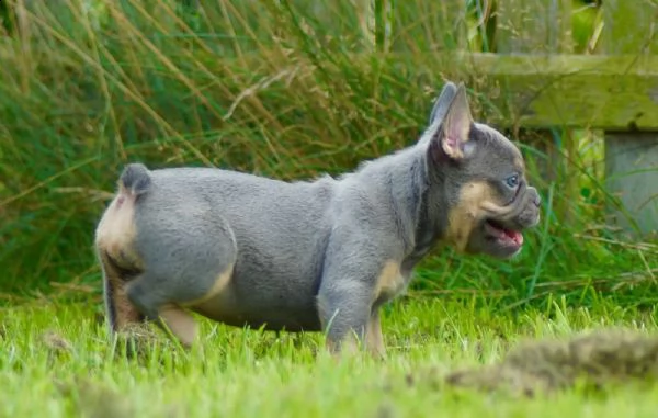 stupendi cuccioli di bouledogue francese | Foto 0