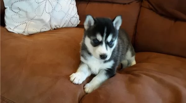 cuccioli di husky siberiano disponibili per la vendita