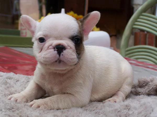 regalo maschio e femmina bouledogue francese con pedigree