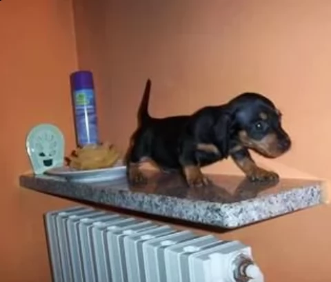 piccolo cuccioli di bassotto nano