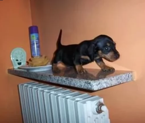 due bassotto nano cuccioli