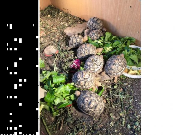 tartaruga terra testudo hermanni | Foto 2