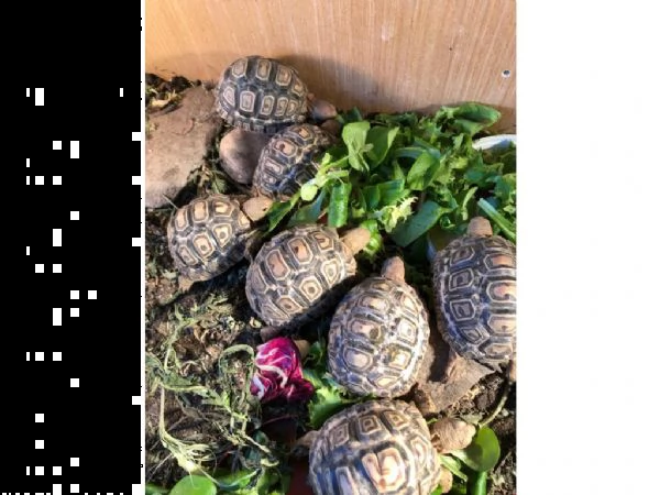 tartaruga terra testudo hermanni