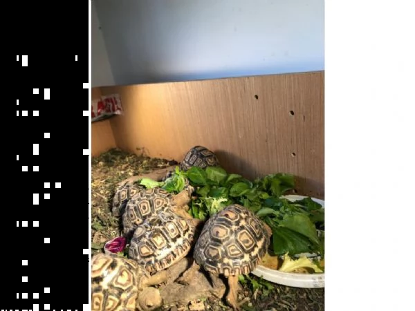 tartaruga terra testudo hermanni | Foto 1