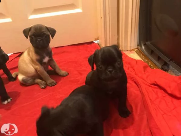 carlini cuccioli con pedigree | Foto 1