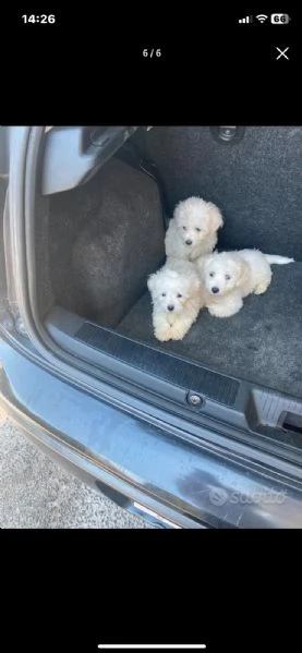 vendo cuccioli di maltese 