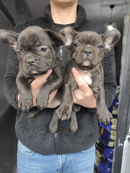 regalo bulldog francese whatsapp (0039 353 317 4023 ) | Foto 0