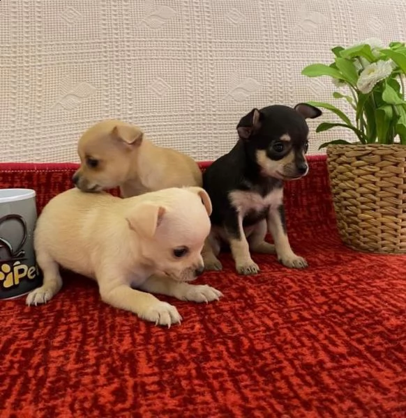 regalo cuccioli di chihuahua whatsapp ( 0039 353 317 4023 ) | Foto 0