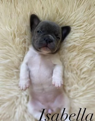 regalo bulldog francese in adozione whatsapp (0039 353 317 4023 )