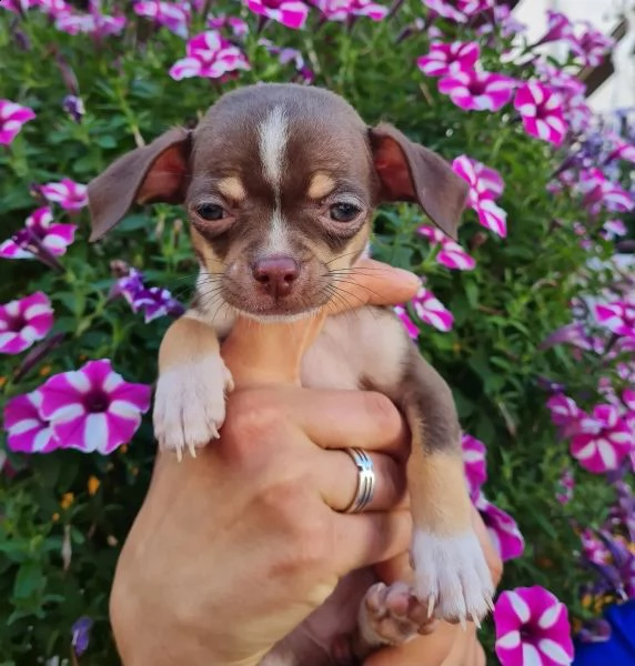 cuccioli di  chuihuahua prontonora .