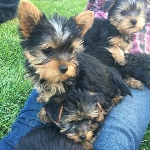 vendo cuccioli di yorkshire terrier | Foto 2