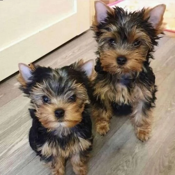 vendo cuccioli di yorkshire terrier