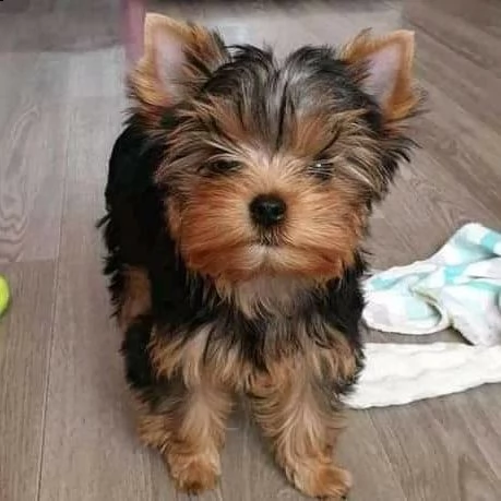 vendo cuccioli di yorkshire terrier | Foto 1