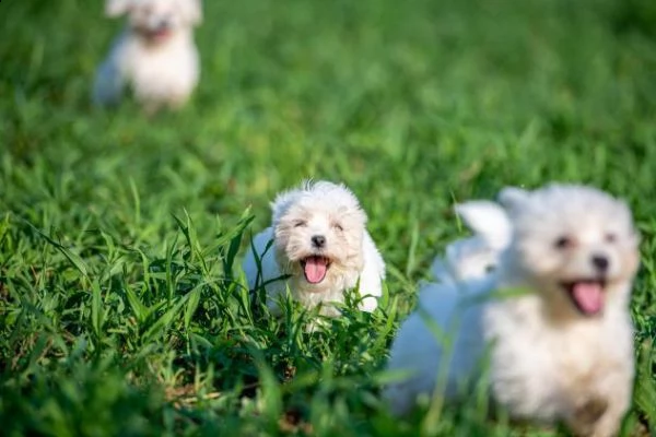 bellissimi cuccioli di maltese toy disponibili | Foto 0